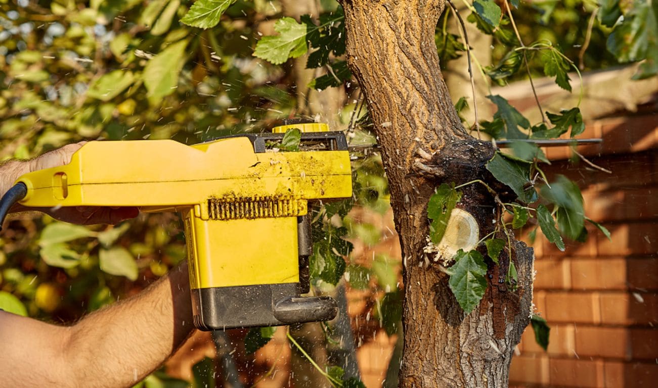 Tree Removal